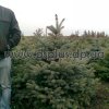 picea_blue (5)